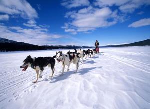 Собачьи упряжки в Антарктиде
