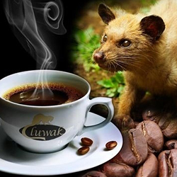Кофе копи лувак (kopi luwak)