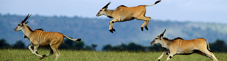 Jumping-Contest-Cape-Eland-Kenya-Africa.jpg